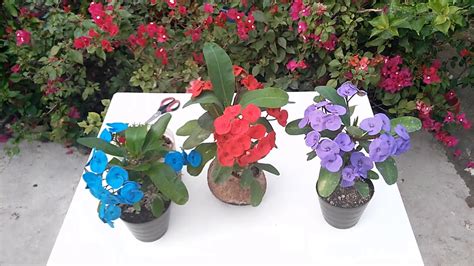 Welcome to the famous dave's garden website. Corona De Cristo Azul,Morada,Roja? / Plantas Corona De ...