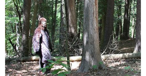 Sasquatch In The Crosshairs Oklahoma Bigfoot Season Proposed