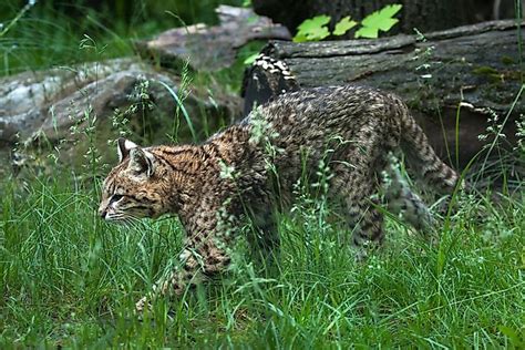 Big cat species that have a wide range and live in a variety of habitats include leopards, mountain lions, ocelots, and jaguars. The 10 Species Of Wild Cats Of South America - WorldAtlas.com