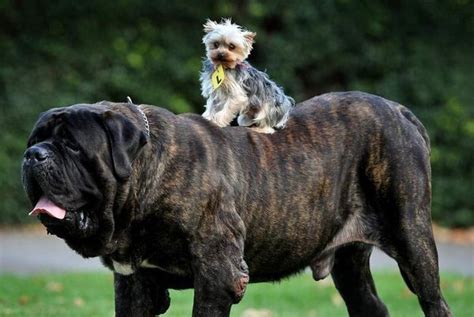 25 Big Dogs Hanging Out With Their Little Buddies Bouncy Mustard