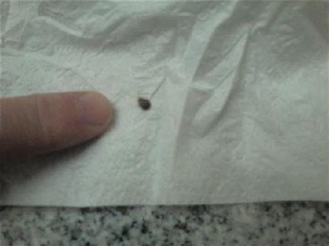Bed Bugs Close Up Picture Of Best Western Laramie Inn