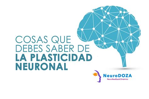18 Cosas Que Debes Saber De La Plasticidad Neuronal Neurodoza