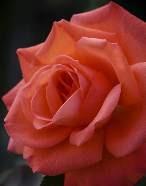 Pin By Deborah Gregory On Purdy Rose Beautiful Flowers Beautiful Roses