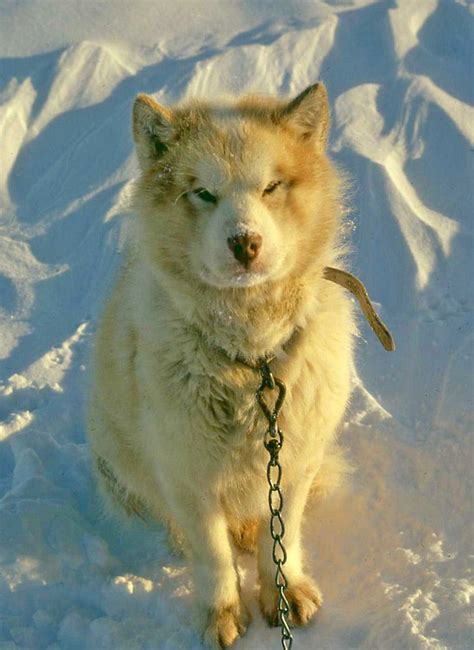 Pin On Greenland Dog