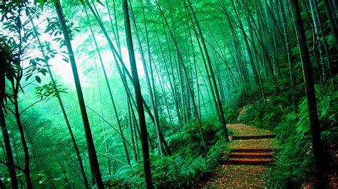 Forest Of Bamboo