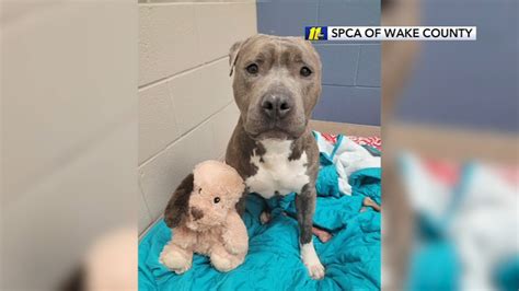 Wake Spca Wake County Shelter Dog Goes Viral After Tearing Ear Off