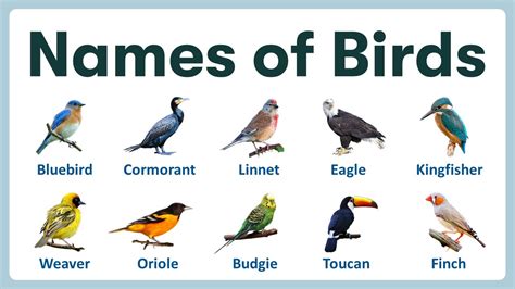 Birds Names In English Learn 100 Most Common Birds Names With