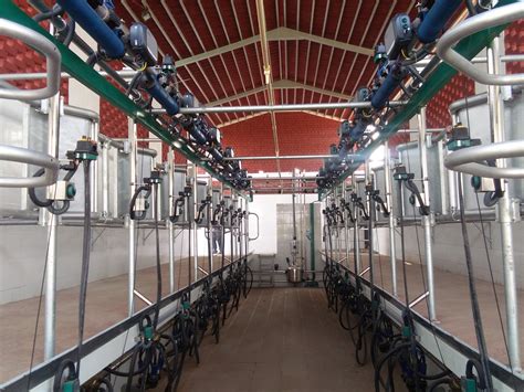 Ss 304 And Gi Herringbone Harringbone Automatic Milking Parlor Capacity