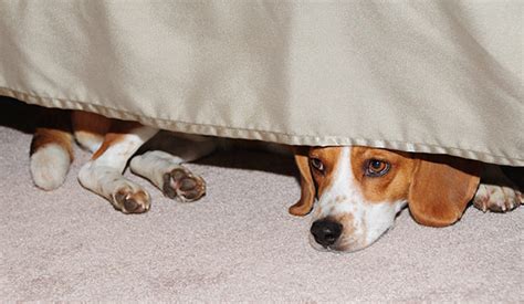 If you put clothes in big bins under the bed, that will certainly work to block him depending on how fearful she is, she might try to squeeze in under the bed despite the blocks. Is Hiding Under The Bed Normal? - Dog Notebook
