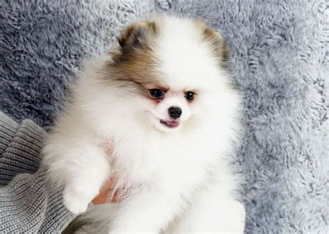 Two Pomeranian Puppies For Sale Adoption From Cleveland England