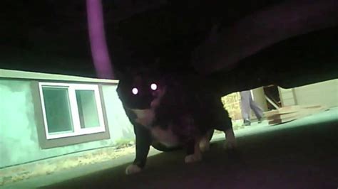 Cat Camera Collar Captures Critters Curiosity Youtube