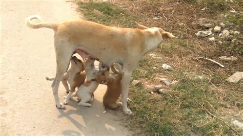 How Female Dog Feeding Puppies Mother Dog Feeding Puppy Youtube