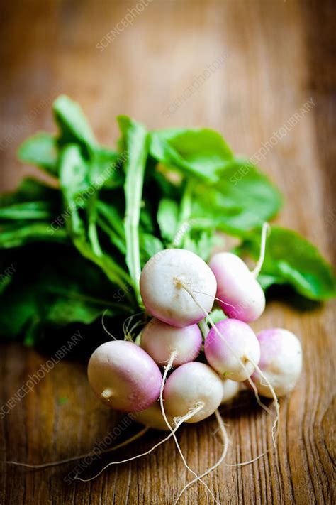 Turnips Stock Image C0328926 Science Photo Library