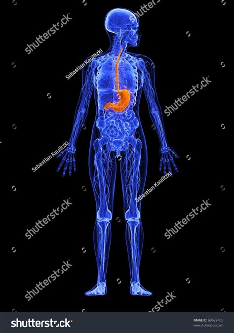 Historical artwork of the internal anatomy of a female abdomen, shown by a vertical slice seen from the side. Female Anatomy - Stomach Stock Photo 69622465 : Shutterstock