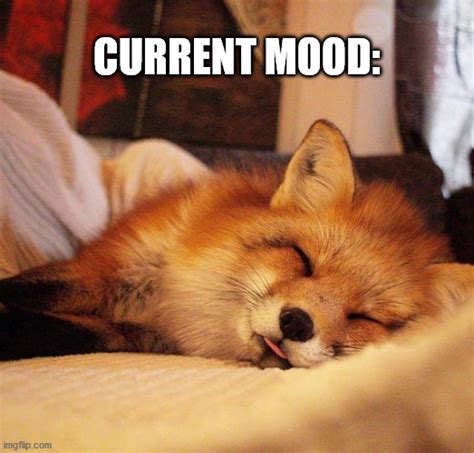 Sleepy Fox Imgflip