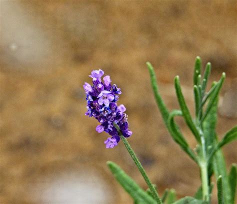 Purple Flowered Mint 3 Photograph By Douglas Barnett Fine Art America