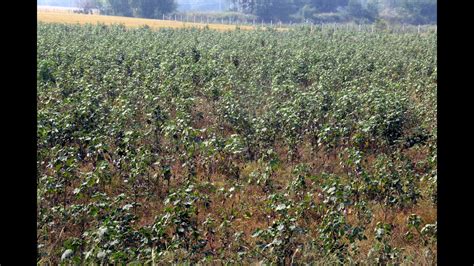 Stunted Cotton Growth Raises Punjab Farmers Worries Hindustan Times