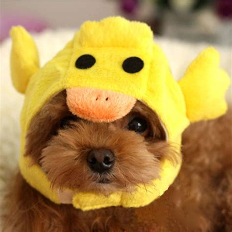 Adorable Hats For Dogs