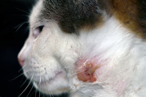 Abscesos En Gatos Causas Síntomas Y Tratamientos Mis Animales