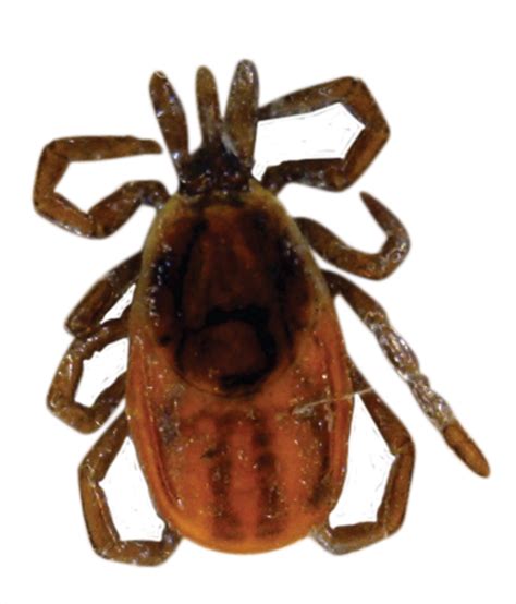 Ticks And Lyme Disease Niagara Region Ontario