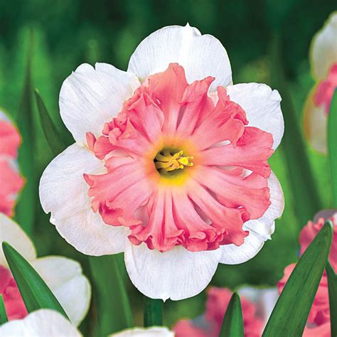 Shrike Daffodil Brecks Premium Bulbs