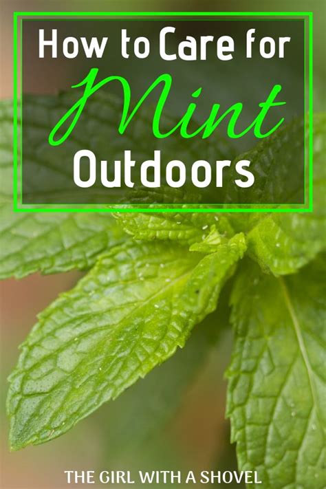 3 Keys To Outdoor Mint Plant Care Mint Plant Care Mint Plants