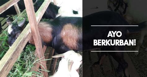 Kisah pendeta kristen katolik atau ortodoks bernama buhaira menyimpulkan itu. Opini - Mengevaluasi Semangat Berkurban Pemuda Indonesia