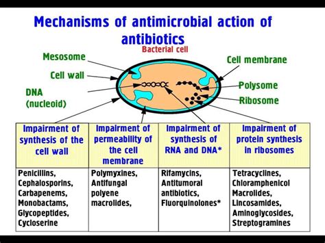 Fig Classes Of Antibiotics And Their Bacterial Cell Targets My XXX Hot Girl