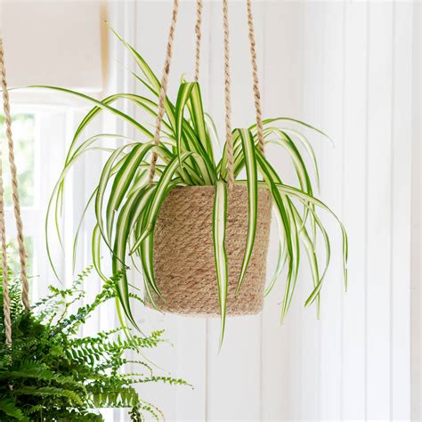 Hanging Plant Pots By Garden Trading