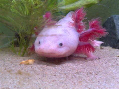 Salamander Pink Animals Fish Pet Fish