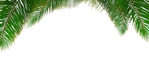 palm leaves vector free free download image 2020