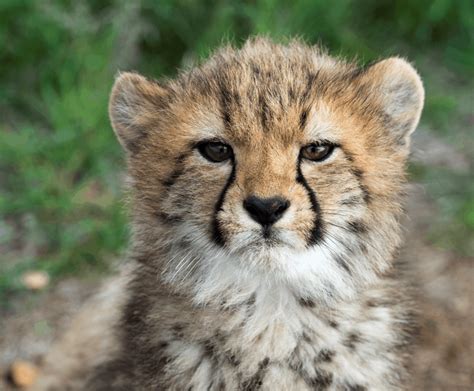 Monarto Zoo's five adorable Cheetah cubs have been named!