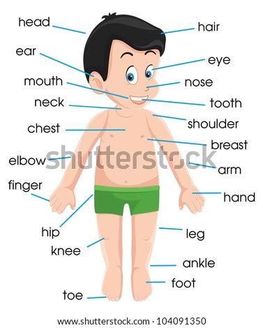 Body parts diagram for kids. My Body Illustration Poster Parts Body Stock Vector ...