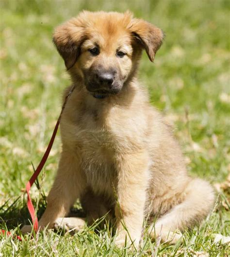 Chinook Dog Breed Complete Guide Az Animals