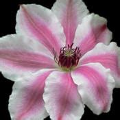 Maybe you would like to learn more about one of these? Clematis Vancouver™ Mystic Gem in the Clematis Database ...