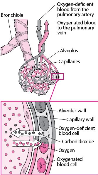 Pulmonary Gas Exchange And Transport