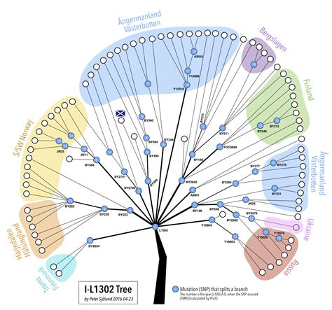 Familytreedna is a division of gene by gene, a commercial genetic testing company based in houston, texas. I1-L1302 - Background | Family Tree DNA