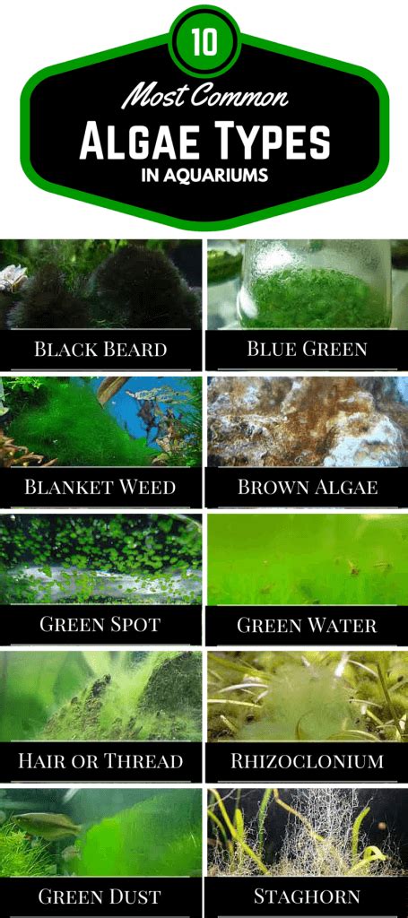Aquarium Algae Types The 10 Most Common Types Of Aquarium Algae