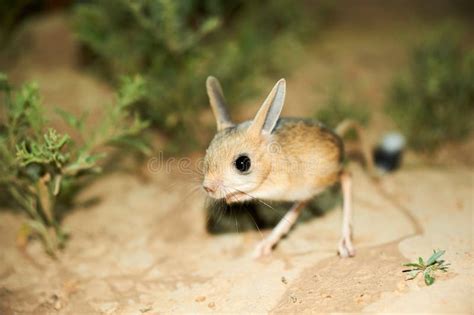 Jerboa Jaculus The Jerboa Are A Steppe Animal And Lead A Nocturnal