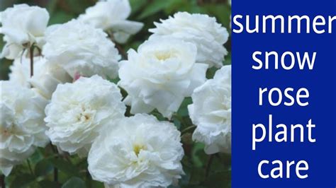 Summer Snow Rose Plant Care Kashmiri Gulab Summer Care Keya