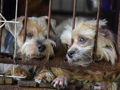 Why Are Puppy Mills Bad For Dogs
