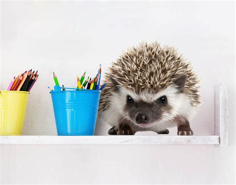 Best match hottest newest rating price. Baby Hedgehog Wall Decal | YOUR DECAL SHOP | NZ Designer ...