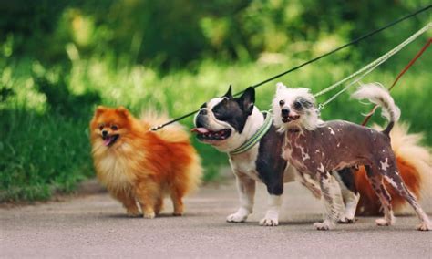 Tips And Tools To Stop Your Dog From Pulling The Leash The Dogington