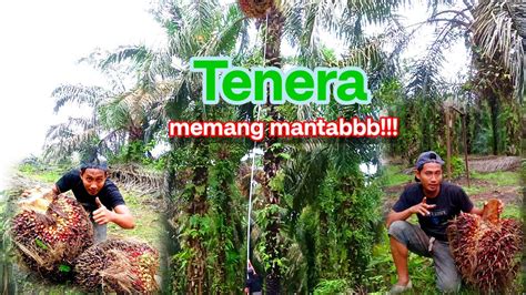 Panen Sawit Jenis Bibit Tenera Mantab Buah Nya Besar Youtube