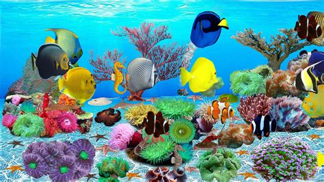 Top 10 Best Aquarium Screensaver Sosmarkets