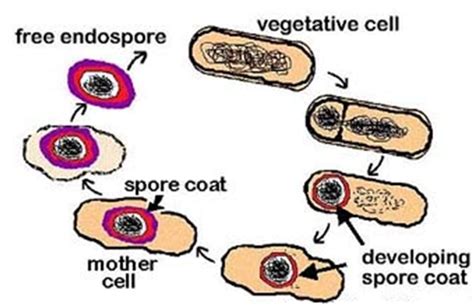 Bacterial Spores Everything Microbiology