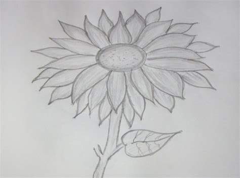 86 Sketsa Gambar Bunga Matahari Untuk Kolase Terbaru Kumpulan Gambar