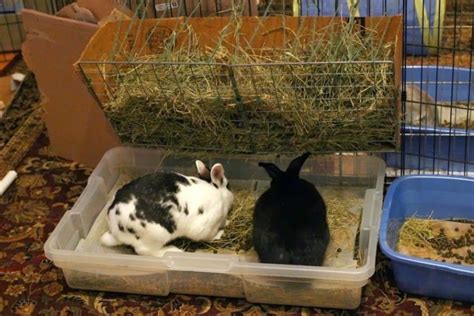 How Much Does It Cost To Spay Or Neuter A Rabbit