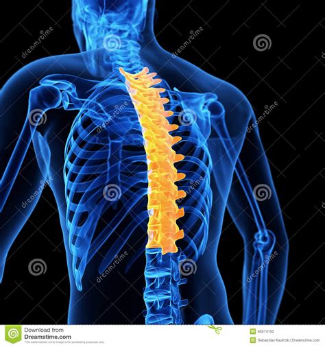 The thoracic spine stock illustration. Illustration of rendering - 45574152