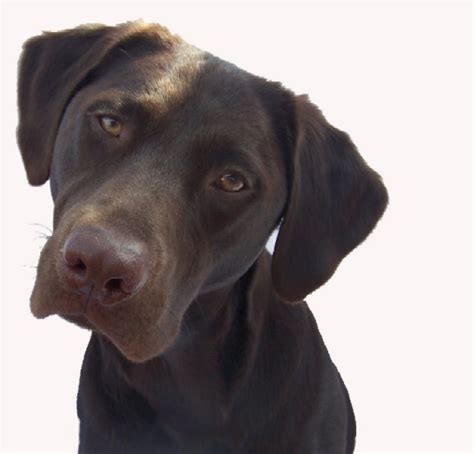 Check spelling or type a new query. Free Yellow Labrador Cliparts, Download Free Clip Art ...